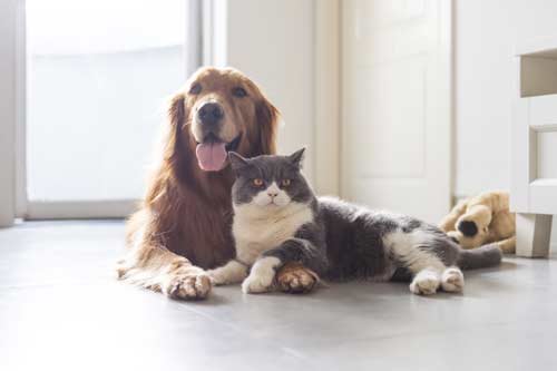 cat and dog cuddling