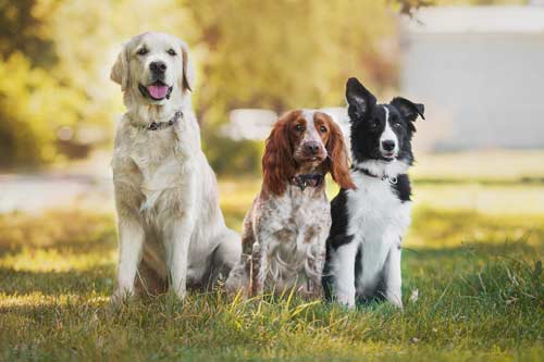 three happy dogs