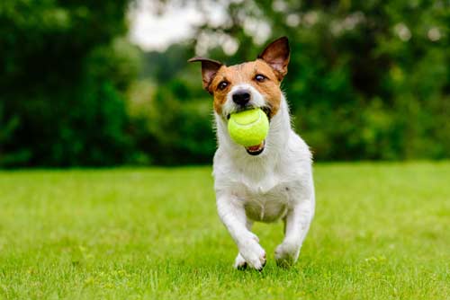 dog running with ball