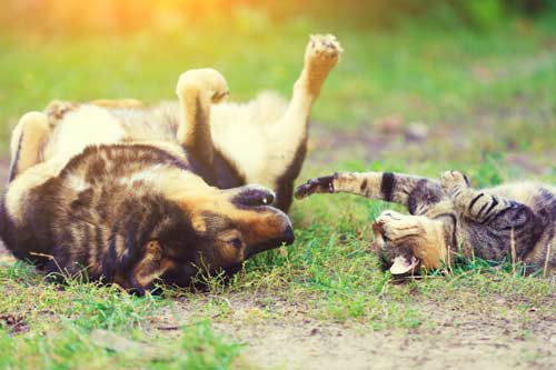 dog and cat playing